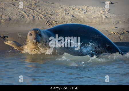 Le Hourdel, Baie de Somme, phoque, vitello marin, sable ,manche, Saint Valery sur Somme, vagues, bord de mer ensoleillé, animaux de mer, vie marine Foto Stock