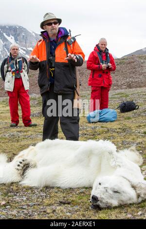 Un maschio di Orso Polare (Ursus maritimus) morti di fame come conseguenza del cambiamento climatico. Questo maschio di Orso Polare è stata da ultimo monitorati dall'Istituto polare norvegese in aprile 2013 nel sud Svalb Foto Stock