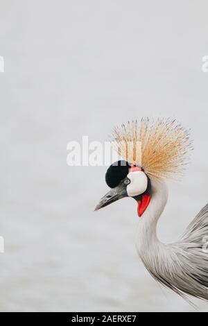 Un Regal Crested gru in Kenya Foto Stock