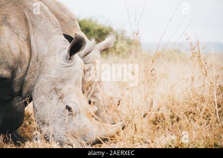 Un pascolo di sud del rinoceronte bianco in Kenya Foto Stock