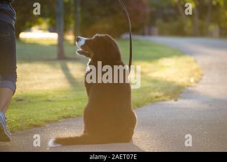 Ritratto di un Bovaro del Bernese Foto Stock