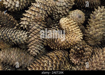 Close-up di un sacco di coni fir, lo sfondo o il concetto Foto Stock