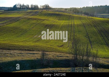 Inizio della primavera in lituano campagna su una soleggiata sera. Ci sono le colture foraggiere sulle colline. In distanza - la foresta e il cielo. Foto Stock