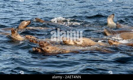 Serie di giovani curiosi di Steller leoni di mare vicino a Campania Isola, British Columbia Foto Stock