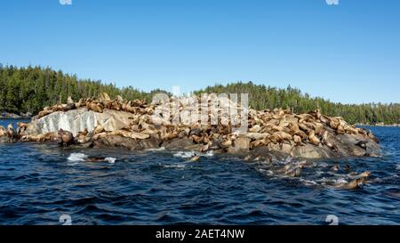 Grande colonia di Steller di leoni di mare sulle rocce, vicino Campania Isola, British Columbia Foto Stock