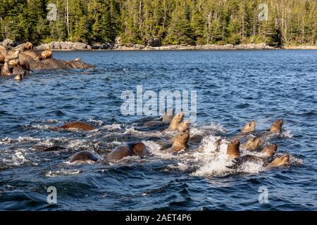 Curioso adolescente di Steller leoni di mare controllando la nostra barca, vicino Campania Isola, British Columbia Foto Stock