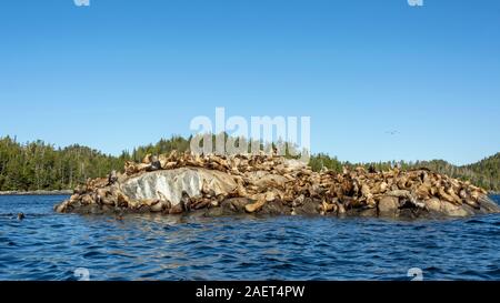 Grandi haulout di Steller di leoni di mare vicino a Campania Isola, British Columbia Foto Stock