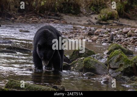 Black Bear (Ursus americanus Kermodei fase nero) per la pesca del salmone. Riordan Creek, Gribbell Isola, British Columbia Foto Stock
