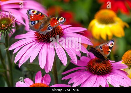 Due farfalle di pavone fiori da giardino che danno da mangiare al fiore di nettare Inachis io seduto sul coneflower viola Echinacea Magnus Aglais io Butterflies Coneflowers Foto Stock