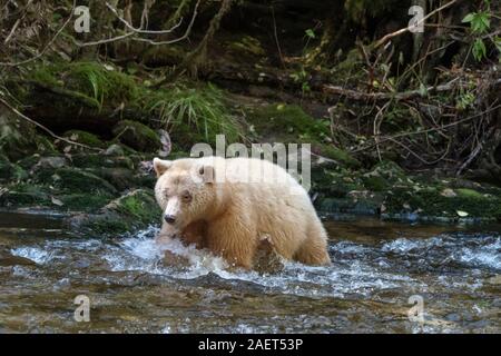 Kermode bear pounces su un salmone, Gribbell Isola, costiere a nord della Columbia Britannica Foto Stock