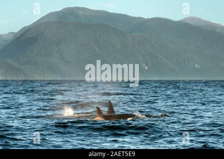 Coppia di orche nel canale di balena, a sud della baia di Hartley, British Columbia Foto Stock