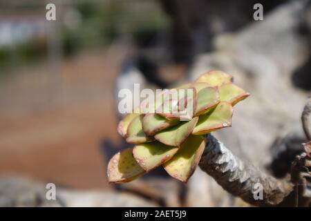 Close-up di uno stelo di un verode, pianta caratteristica delle isole cnary che crescono su qualsiasi rocky o anche di superficie al di sopra i tetti di case di campagna Foto Stock