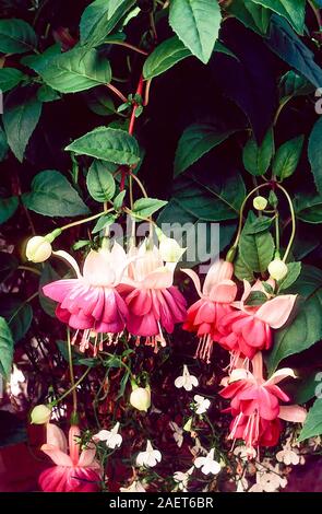 Chiusura del gruppo di fiori fucsia Lena. Una semi-doppia di tallonamento decidui fucsia con rose fiori di magenta ideale per appendere i cestini e contenitori Foto Stock