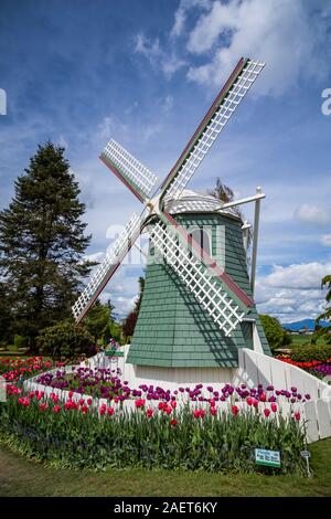 Letti di fiori al display Roozengaarde giardini vicino a Mount Vernon, Washington, Stati Uniti d'America. Foto Stock