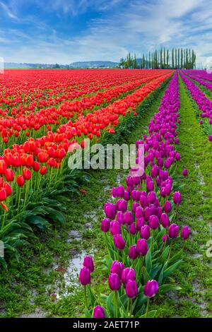 La molla i tulipani in fiore nel Skagit Valley vicino a Mount Vernon, Washington, Stati Uniti d'America. Foto Stock