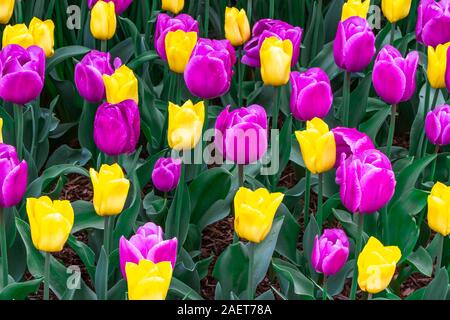 La molla i tulipani in fiore nel Skagit Valley vicino a Mount Vernon, Washington, Stati Uniti d'America. Foto Stock