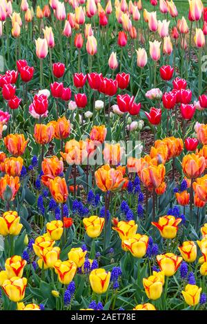 La molla i tulipani in fiore nel Skagit Valley vicino a Mount Vernon, Washington, Stati Uniti d'America. Foto Stock