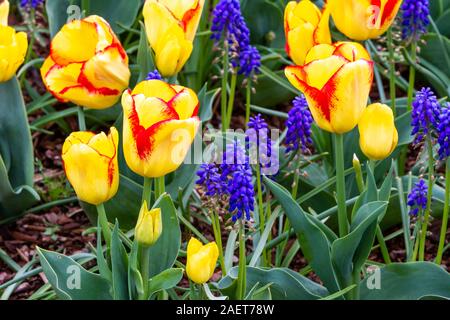 La molla i tulipani in fiore nel Skagit Valley vicino a Mount Vernon, Washington, Stati Uniti d'America. Foto Stock