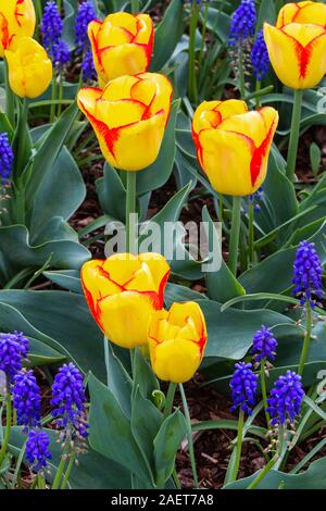La molla i tulipani in fiore nel Skagit Valley vicino a Mount Vernon, Washington, Stati Uniti d'America. Foto Stock