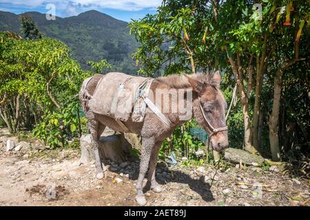 Un lavoro duro asino sul lato della montagna , Bogotà‡ , Colombia Foto Stock