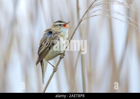 Schilfrohrsänger (Acrocephalus schoenobaenus) Foto Stock