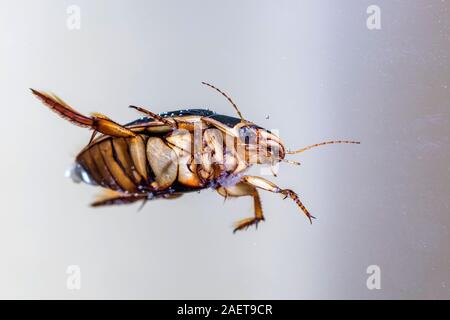 Gelbrandkäfer (Dytiscus marginalis) Weibchen Foto Stock