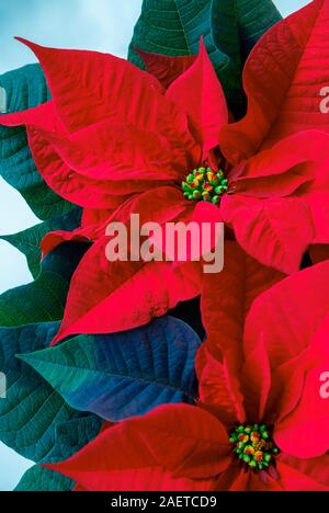 Vista ravvicinata di rosso tipico (poinsettia Euphorbia pulcherrima) brattee, un popolare indoor stagionale impianto per la decorazione di Natale Foto Stock