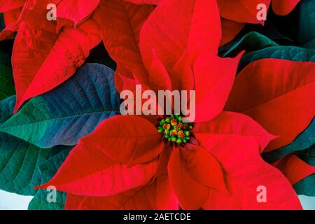 Vista ravvicinata di rosso tipico (poinsettia Euphorbia pulcherrima) brattee, un popolare indoor stagionale impianto per la decorazione di Natale Foto Stock