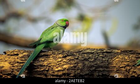 Un selvaggio di inanellare collo pappagallo appollaiato sul tronco della foresta Foto Stock