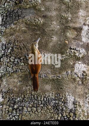 Un Barred-Woodcreeper amazzonica (Dendrocolaptes certhia) foraggio su un tronco di albero. Tocantins Brasile, Sud America. Foto Stock