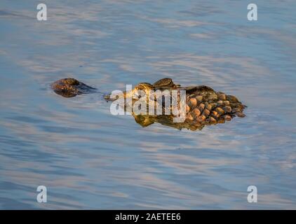 Close-up di testa e con gli occhi di un coccodrillo nel Rio Araguaia. Tocantins Brasile, Sud America. Foto Stock