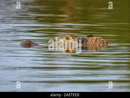 Close-up di testa e con gli occhi di un coccodrillo nel Rio Araguaia. Tocantins Brasile, Sud America. Foto Stock