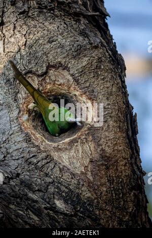 Un selvaggio di inanellare collo parrot immettendo il suo nido su un tronco nella foresta Foto Stock