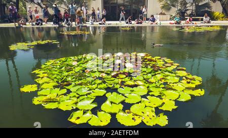 San Diego, California/USA - Agosto 12, 2019 Balboa Park Lily Pond e Giardino Botanico. Foto Stock