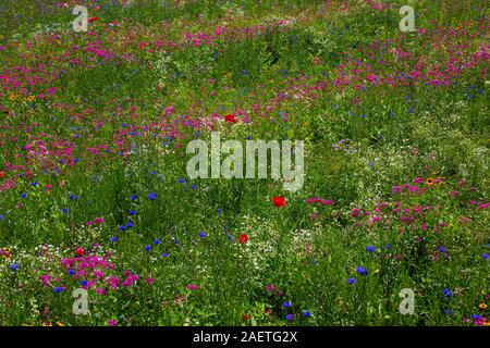 Campo di fiori selvatici, Quebec, Canada Foto Stock