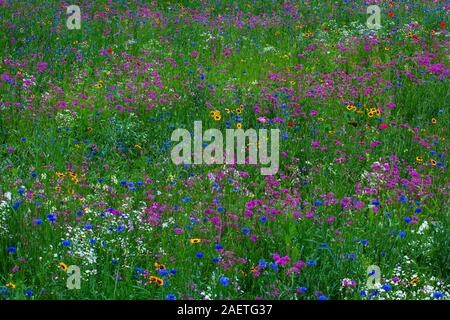 Campo di fiori selvatici, Quebec, Canada Foto Stock