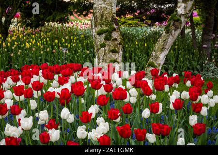 Letti di fiori al display Roozengaarde giardini vicino a Mount Vernon, Washington, Stati Uniti d'America. Foto Stock