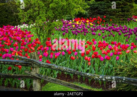 Letti di fiori al display Roozengaarde giardini vicino a Mount Vernon, Washington, Stati Uniti d'America. Foto Stock