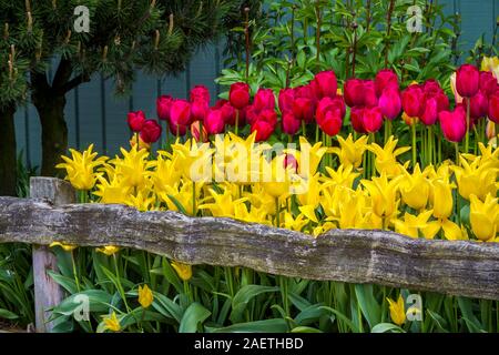 Letti di fiori al display Roozengaarde giardini vicino a Mount Vernon, Washington, Stati Uniti d'America. Foto Stock