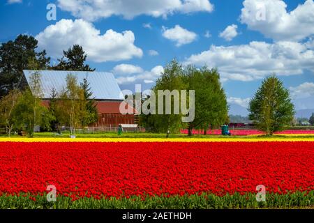 Un campo di tulipani e fienile in Skagit Valley vicino a Mount Vernon, Washington, Stati Uniti d'America. Foto Stock