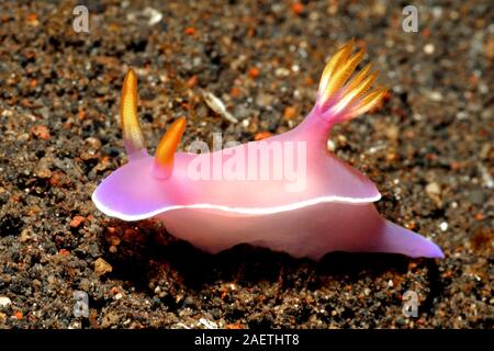 Nudibranch, Hypselodoris bullockii. Tulamben, Bali, Indonesia. Mare di Bali, Oceano Indiano Foto Stock