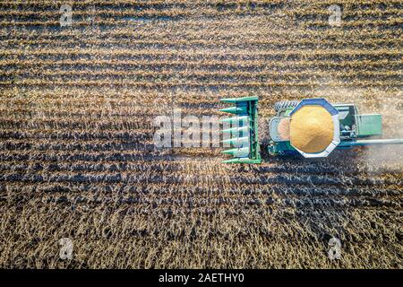 Un agricoltore utilizza una mietitrebbia per la raccolta di mais , Centreville, Maryland. Foto Stock