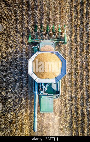 Un agricoltore utilizza una mietitrebbia per la raccolta di mais , Centreville, Maryland. Foto Stock