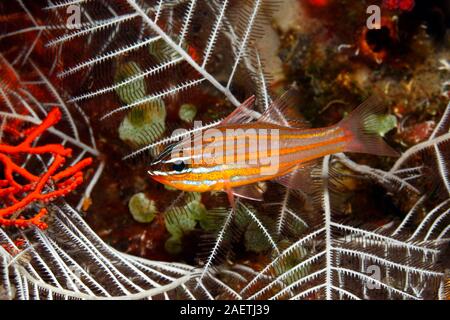 Yellowstriped Cardinalfish, Ostorhinchus cyanosoma. Precedentemente Apogon cyanosoma.Tulamben, Bali, Indonesia. Mare di Bali, Oceano Indiano Foto Stock