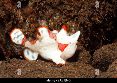 Rana pescatrice presenta verrucosa, noto anche come clown pesce rana, Antennarius maculatus,Tulamben; Bali, Indonesia, Mare di Bali, Oceano Indiano. Foto Stock