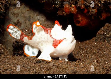 Rana pescatrice presenta verrucosa, noto anche come clown pesce rana, Antennarius maculatus,Tulamben; Bali, Indonesia, Mare di Bali, Oceano Indiano. Foto Stock