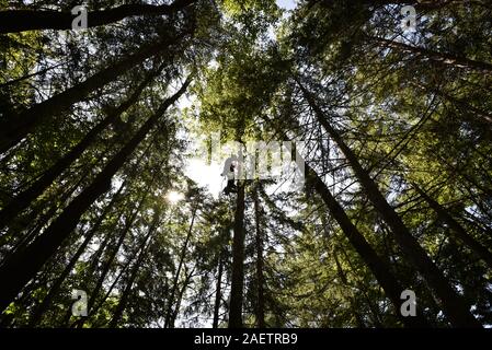 Arborist al lavoro il taglio di alberi in Misto bosco di latifoglie, Vermont, USA. Foto Stock