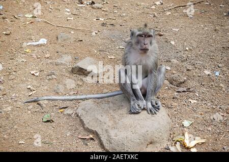 Una lunga coda Macaque (macaca fasciularis) siede sulla terra in Ubud, Bali, Indonesia Foto Stock