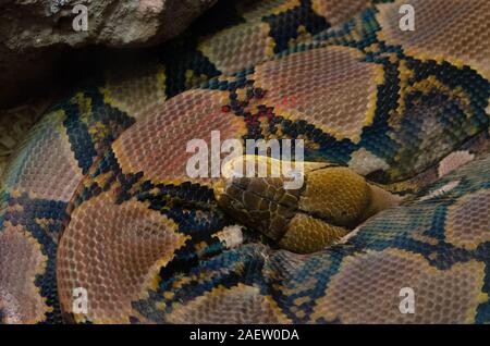 Un cavo a spirale pitone reticolato serpente o Malayopython reticulatus Foto Stock