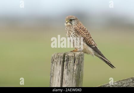 Una caccia, il Gheppio Falco tinnunculus, appollaiate su un palo da recinzione. Foto Stock